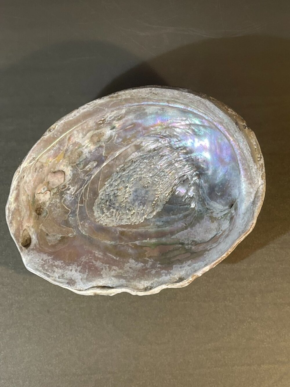 Natural Large Red Abalone Shell Iridescent Pink Color 8x6.5” (#1725)